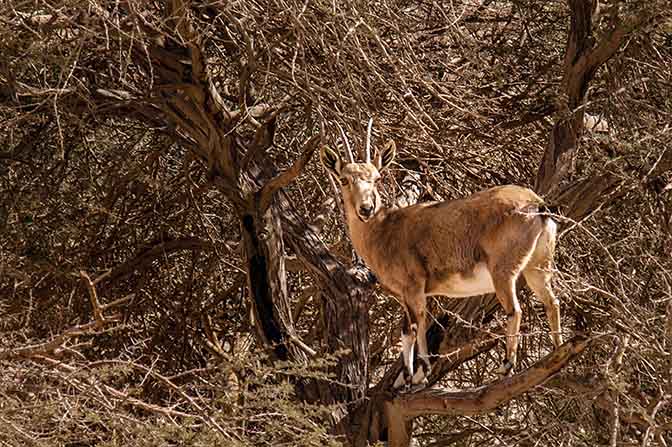 A Capra ibex on an Acacia pachyceras in Racham creek, The Israel National Trail 2009