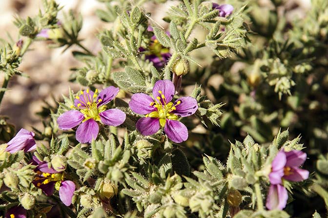 Fagonia mollis flowers in Racham creek, The Israel National Trail 2009