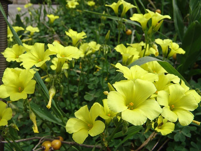 The blossom of wood-sorrels (Oxalis pes-caprae) alongside Ein Kerem trails, 2008