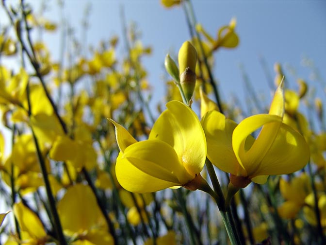 Yellow flowers of Spartium junceum in the garden of The Moskobye, 2008