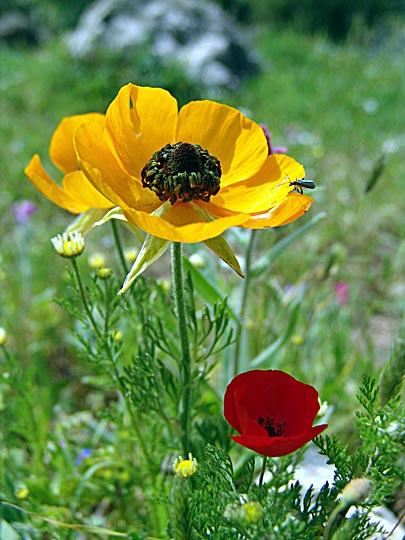 A yellow Ranunculus asiaticus and a red Papaver umbonatum near Nazareth, the Lower Galilee 2006