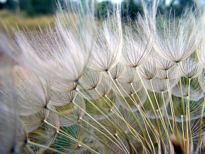 Seeds of the Geropogon hybridus in the Carmel, 2006