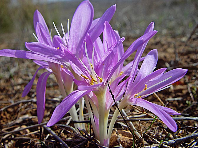 Colchicum stevenii blossoms in Grar Creek, the Western Negev, 2003