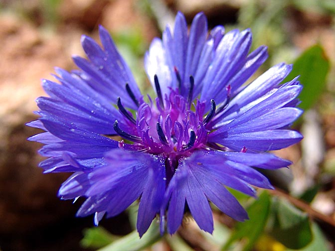 A Centaurea cyanoides blossom in Mount Atzmon, the Lower Galilee 2006