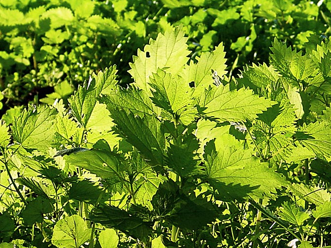 Nettle (Urtica) leaves in the Tabor Mountain, Israel 2002