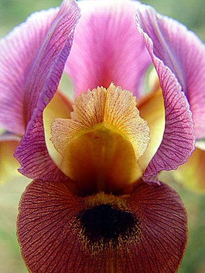 An Iris petrana blossom in Yerucham Iris reserve, the Negev 2003