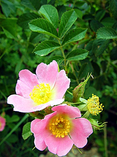Rosa phoenicia flowers in Mount Hermon, the Golan Heights 2003