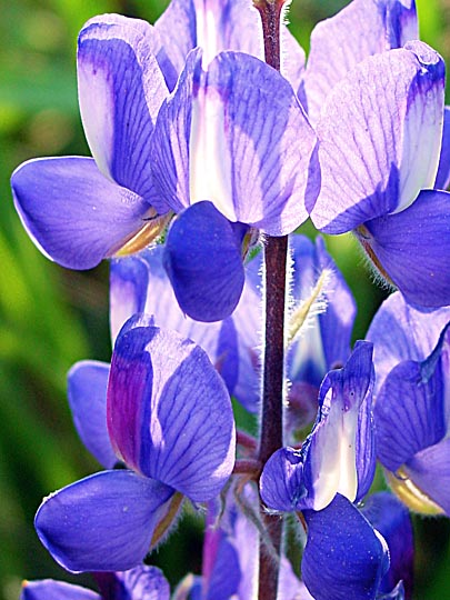 A Lupinus pilosus blue blossom in the Tabor Creek, the Lower Galilee 2002