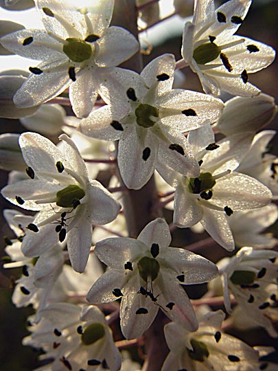 A Squill (Urginea maritima) blooms near Sarona, the Upper Galilee 2003