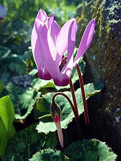 The Cyclamen persicum flowers emerge from a basalt rock, in the Tabor Creek, the Lower Galilee 2002