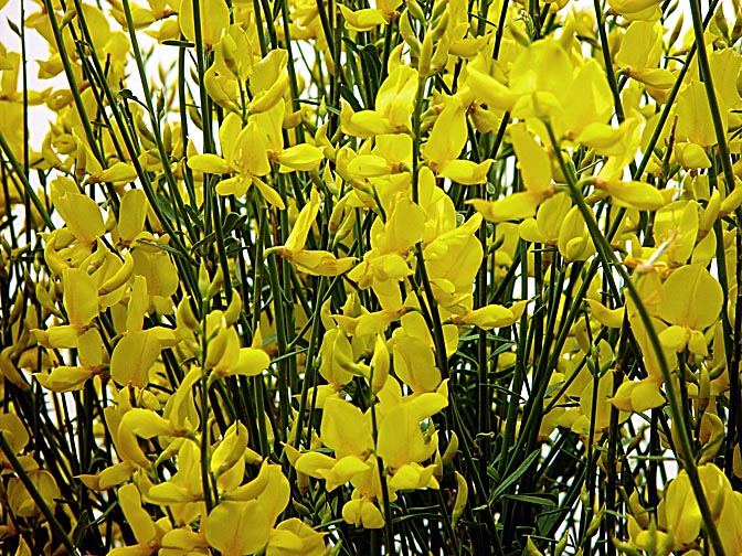 Spartium junceum yellow blossoms in Mount Hermon slopes, the Golan Heights 2003