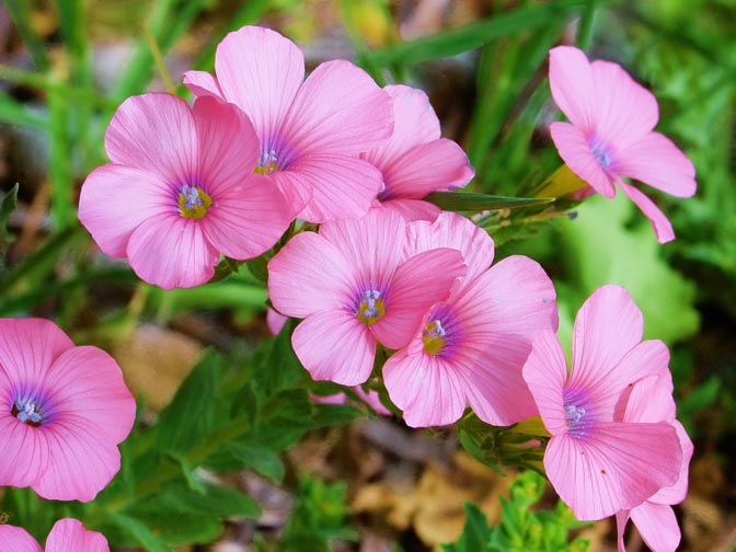 The Linum pubescens pink blossoms in the Tabor Creek, the Lower Galilee 2002