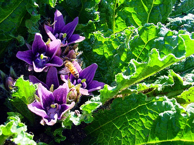 The Mandragora autumnalis purple blossoms in the Tabor Creek, the Lower Galilee 2002