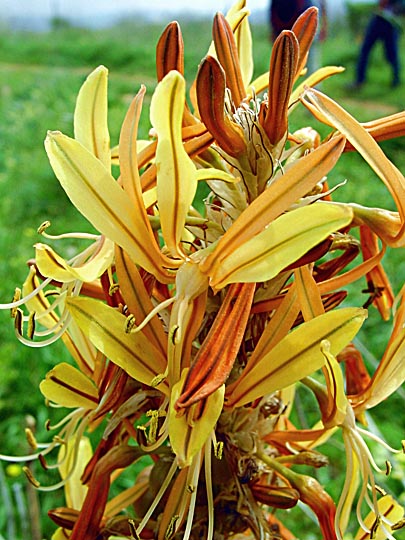 The King's Spear (Asphodeline lutea) yellow flowers in the Tabor Creek, the Lower Galilee 2002