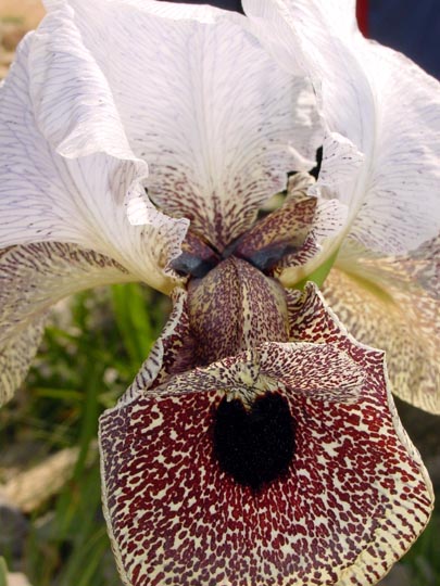 A Nazareth Iris (Iris bismarckiana) blooms in Mount Jonah, Nazareth, the Lower Galilee 2002