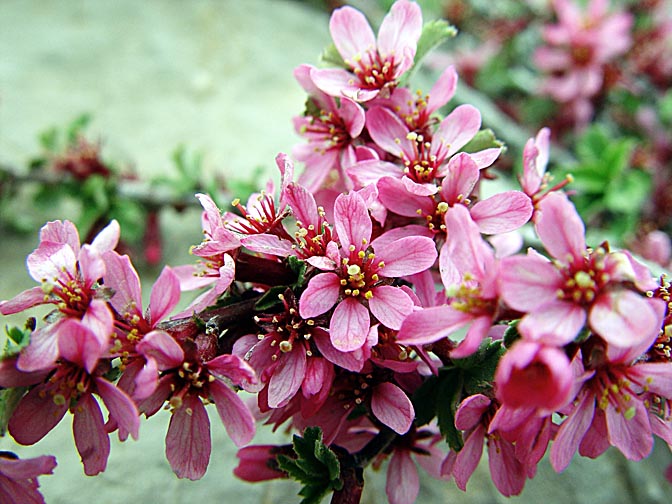 A Cerasus prostrata blossom in Mount Hermon, the Golan Heights 2003