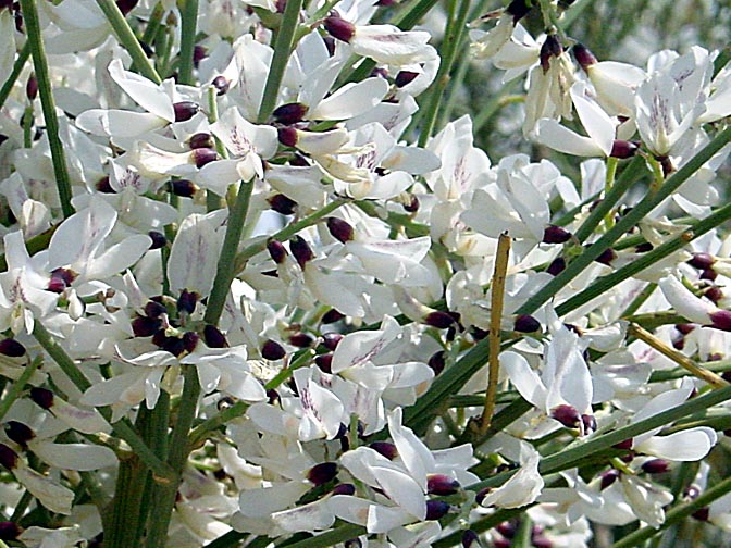 Impressive blossoms of a Retama raetam in the Negev, 2002