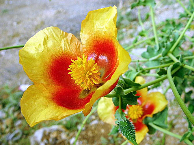 פרגה קירחת (שמה הקודם פרגה חלקת-פרי) בצבעים של צהוב ואדום בהר החרמון, רמת הגולן 2003