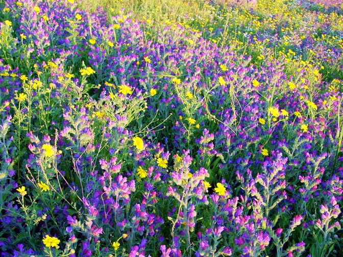 An Echium judaeum and Chrysanthemum coronarium colorful field in Yavniel valley, the Lower Galilee 2002