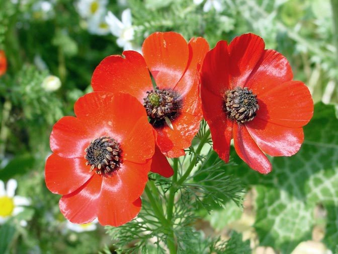 A wonderful red blossom of the Adonis palaestina (former name Adonis aleppica) in the Tabor Creek, the Lower Galilee 2002