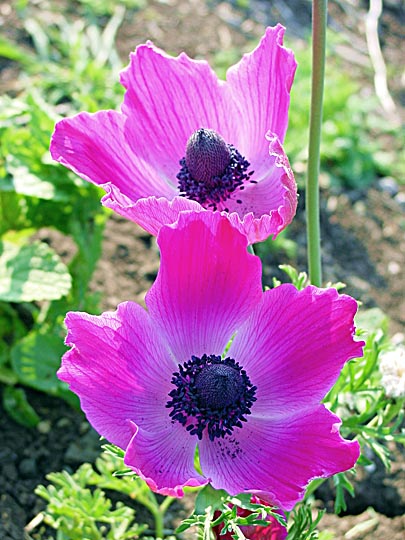 A pink Anemone coronaria blooms in the Tabor Creek, the Lower Galilee 2002