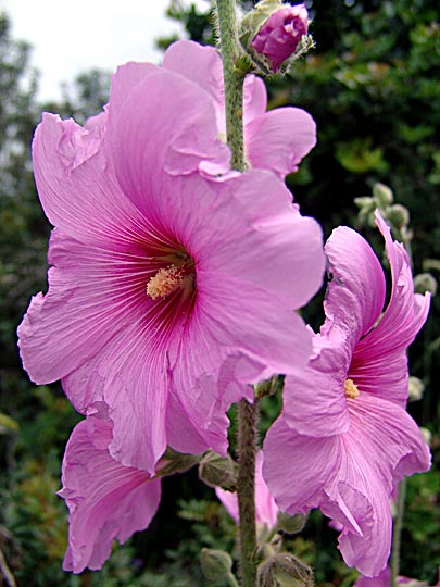 An Alcea setosa blooms in pink in the Carmel, 2006