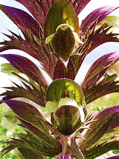 A Syrian bear's breech (Acanthus syriacus) blooms in the Tabor Creek, the Lower Galilee 2002