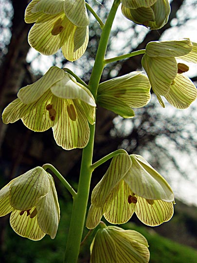 A Fritillaria persica blossom in Mount Meiron, the Upper Galilee 2003