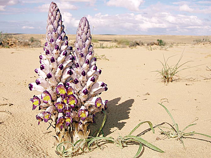 A Cistanche salsa blooming in purple and yellow, in Chalutza Dunes, the West Negev 2006