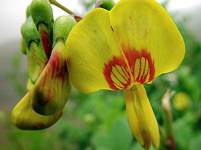 A Colutea cilicica blossom in Mount Hermon, the Golan Heights 2003