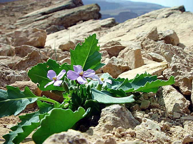 A Diplotaxis acris blossom in Mount Carbolet, the east ridge of the Large Makhtesh, the Negev 2003