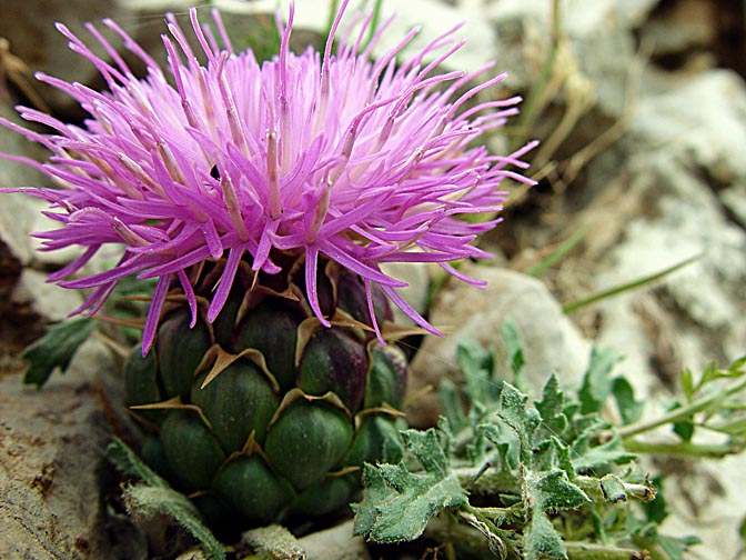 A Serratula pusilla blooms in Mount Hermon, the Golan Heights 2003