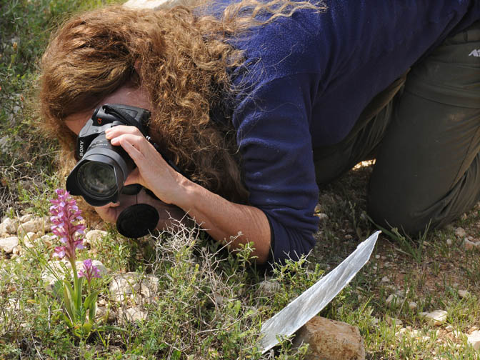 Myself taking a picture of a Pink Butterfly Orchid (Orchis papilionacea) in the Judean Mountains, 2010 (photographed by Amikam Shoob)