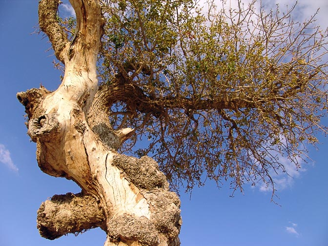 An Atlantic Pistachio (Pistacia atlantica), scarce in the interior of the Judean Desert, 2006