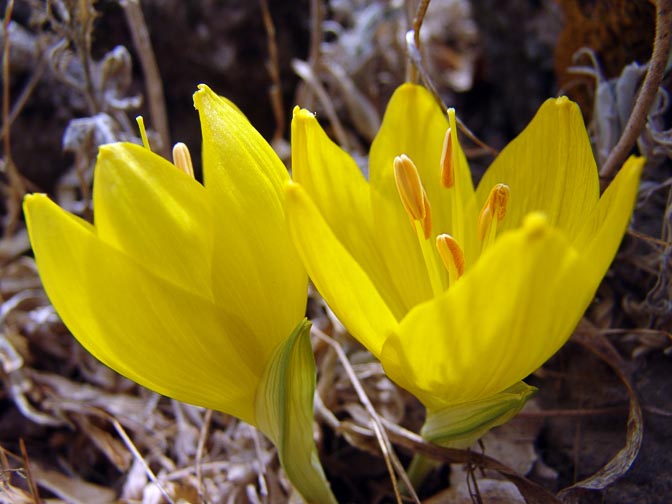 A Sternbergia clusiana in Mount Chazak, the Bashanit Ridge, the Golan Heights 2006