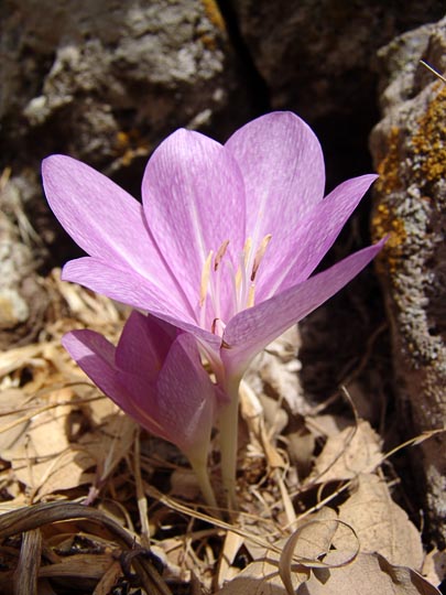 A Colchicum feinbruniae in Mount Chazak, Bashanit Ridge, the Golan Heights 2006