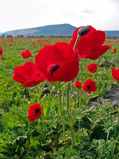 Blooming Anemone coronaria as far as reaches the eye, near Golani Junction, the Lower Galilee 2008