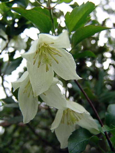 The blossom of Clematis cirrhosa on the terraces around Ein Kerem, Jerusalem 2008