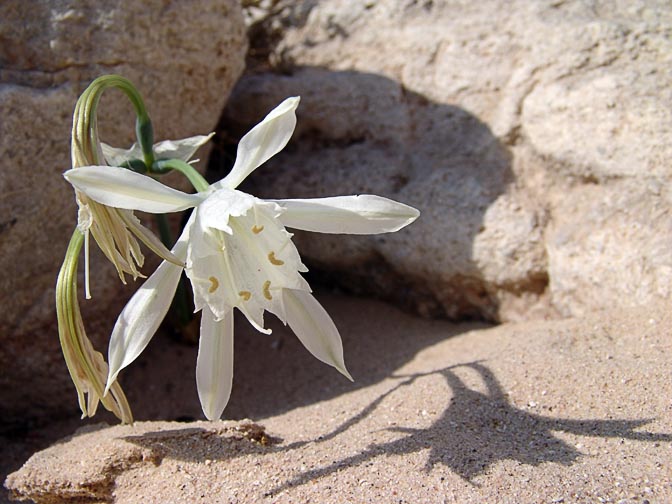 A Pancratium sickenbergeri at the top of Chazera waterfall, the Negev 2006