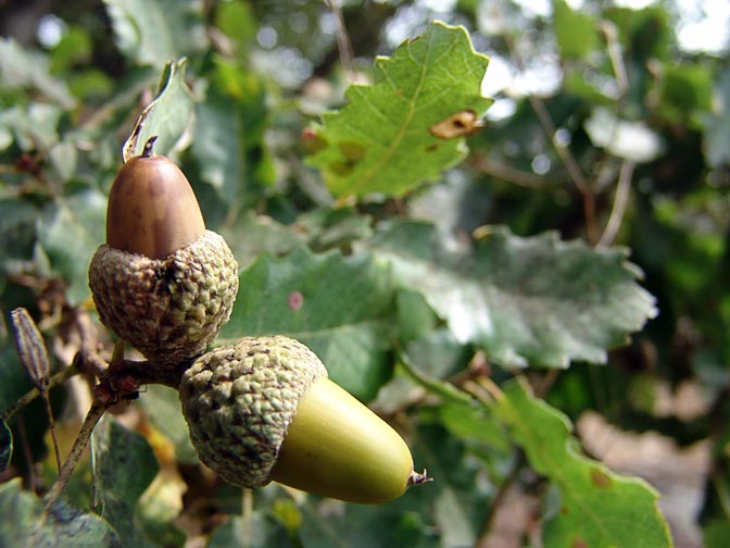 Cyprus oak (Quercus boissieri) acorns in Mount Chazak, Bashanit Ridge, the Golan Heights 2006