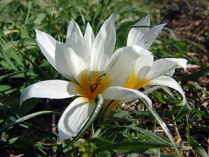 A Crocus hyemalis in Givat HaMoreh, Jezreel Valley 2006