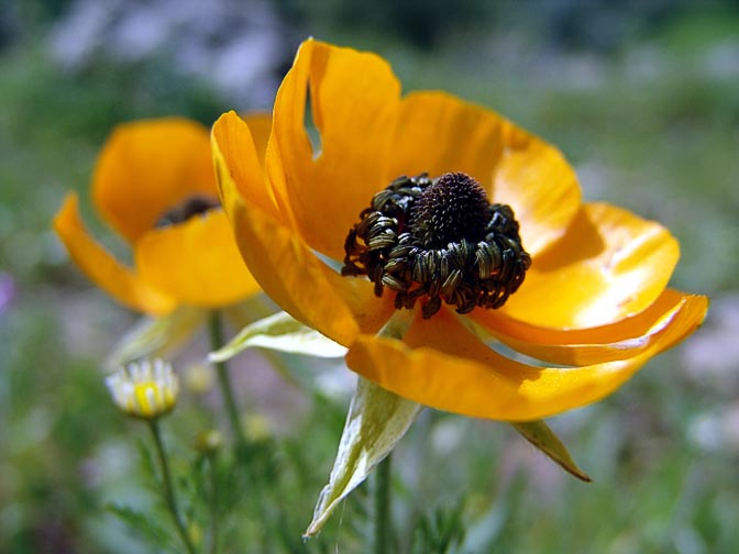 A yellow Ranunculus asiaticus blossom near Nazareth, the Lower Galilee 2006