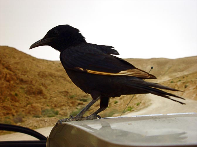 A Tristram's Starling (Onychognathus tristramii) standing on my car door, in Tzfira pool parking, 2003