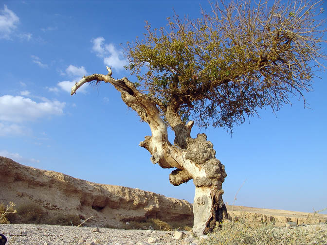 An Atlantic Pistachio (Pistacia atlantica), a rarity in the interiorJudean Desert, 2006