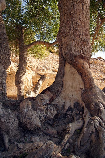 עץ שיזף (פרי הדומים) בנחל קינה, 2012