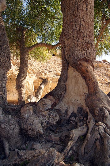 Ziziphus spina-christi in Kina creek, 2012