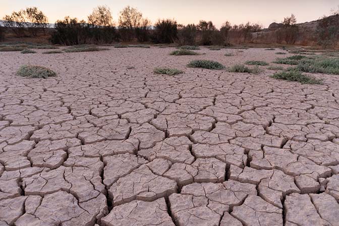 Mud cracks and tamarisk grove at sunrise, Rahaf Creek estuary 2021