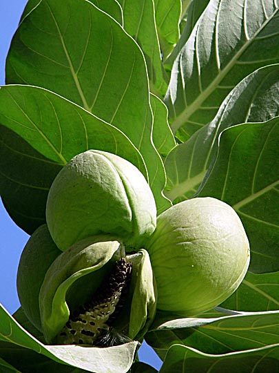 A Calotropis procera fruit in Einot Zukim (Ein Feshkha) nature reserve, 2003