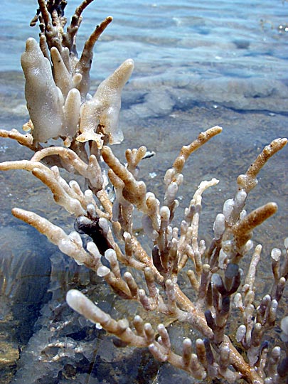 Shapes of salt crystals in the Dead Sea, Neve Zohar coast 2003