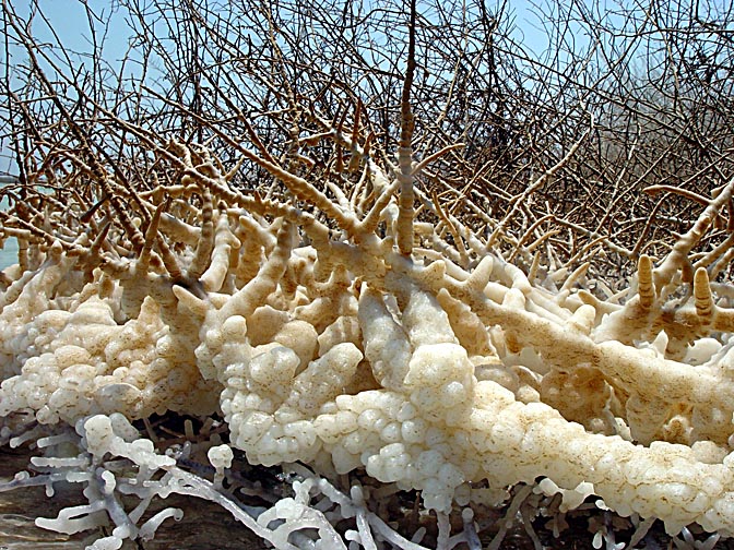 Salt crystals in the Dead Sea, Neve Zohar coast 2003